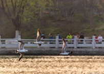 [原创]演出开始了！