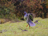 [原创]  跳舞的雪雉