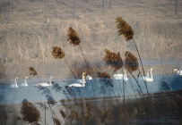 迁徙泉城 的天鹅