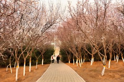 盛开的山桃花林（1）