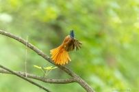 [原创]绶带--瞄准目标