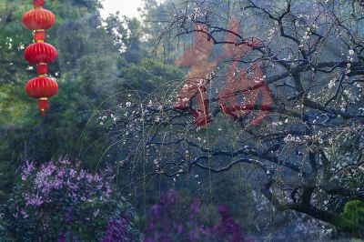 除夕快乐！梅影横斜！