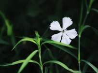 [原创]请问下这是什么花朵？
