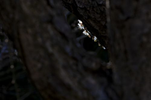 梅花季 梅之韵（二）