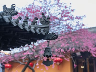 古寺梅花开惊艳江南春