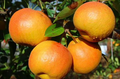 [原创]云龙独有的麦地湾梨