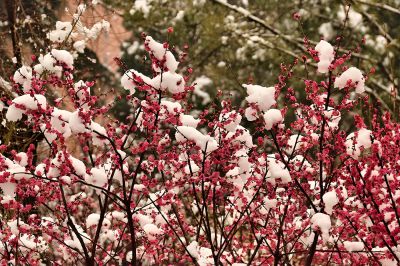 雪染梅花花更艳（1）