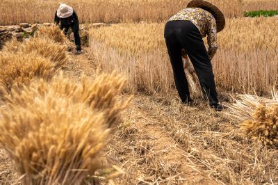 又是一年丰收季