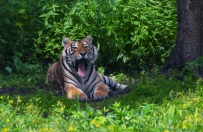 [原创]  虎虎生威