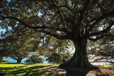 澳大利亚采风之旅 —— 悉尼皇家植物园