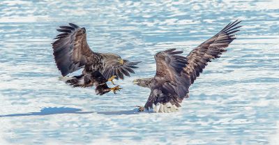 董家斌《东方摄影 · 我的2025》-《生态鸟类摄影》