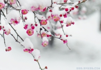 [原创]雪梅