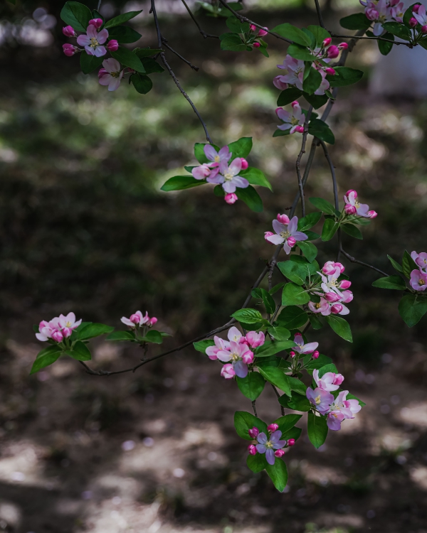 五龙潭海棠花开了