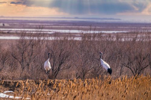东营湿地丹顶鹤