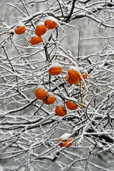 雪打红灯灯更红