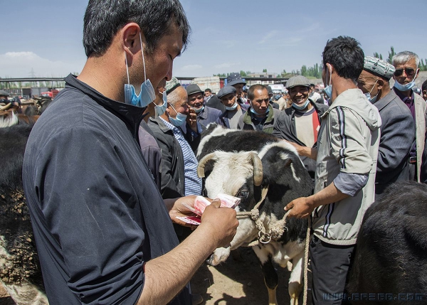 大巴扎牛市交易忙（组照）
