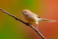 [原创]棕头鸦雀