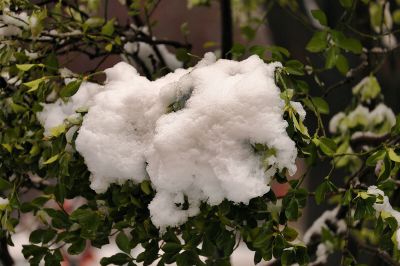 雪压枝头低（2）