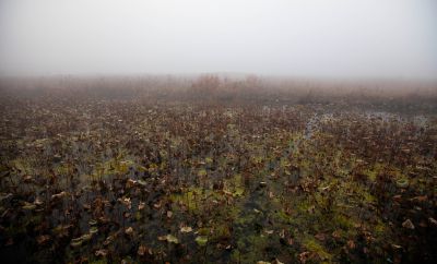 《雾里残荷锁寒塘》