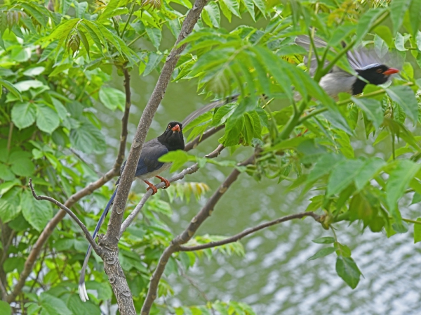 红嘴蓝鹊