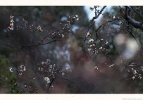 [原创]【龙游梅图】