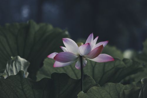 荷舞清影（四）