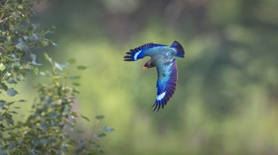 飞鸟投林～三宝鸟