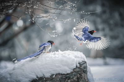 梅边嬉戏意清幽