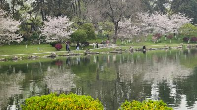 南京玄武湖踏青赏花10