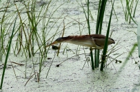 [原创]杂技--踩双杆