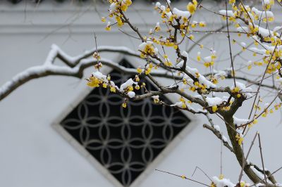 《瑞雪含香图》