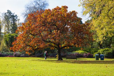 澳大利亚采风之旅 —— 墨尔本菲兹洛伊花园秋色（三）