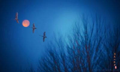 原创：月光小夜曲