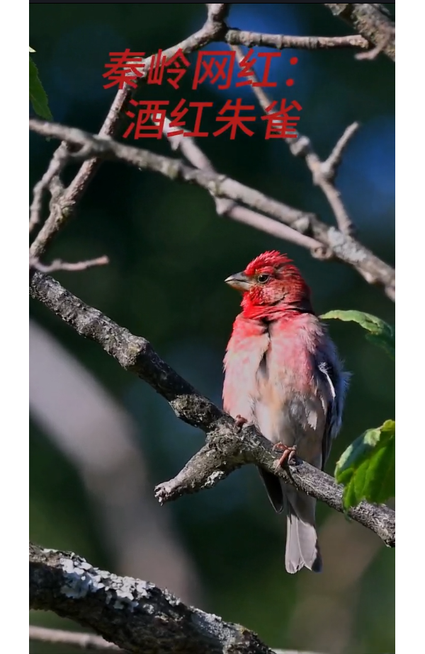 【视频】秦岭网红：酒红朱雀