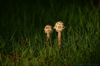 [原创]雨后清晨的草地