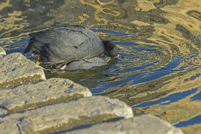 池塘知道爱有多深