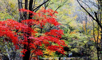 [原创]关门山红叶