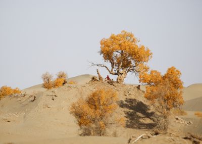 塔克拉玛干沙漠胡杨（3）