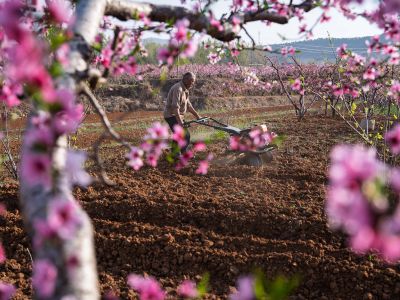 云蒙湖畔桃花盛宴