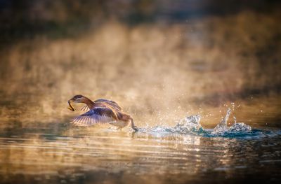 五龙潭小鸊鹈：破雾踏浪迎朝阳
