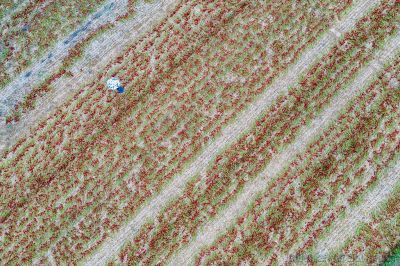 遍地都是红辣椒