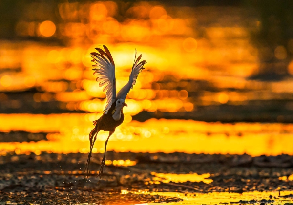 [原创]凤凰涅槃