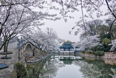 [原创]【樱花季 .鼋头渚】