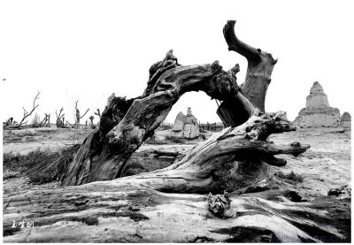 [原创]《西域大漠浩瀚，古树虬曲苍劲》