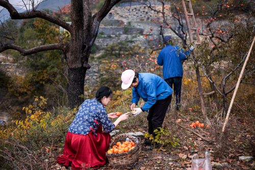 又是一年柿子红（二）