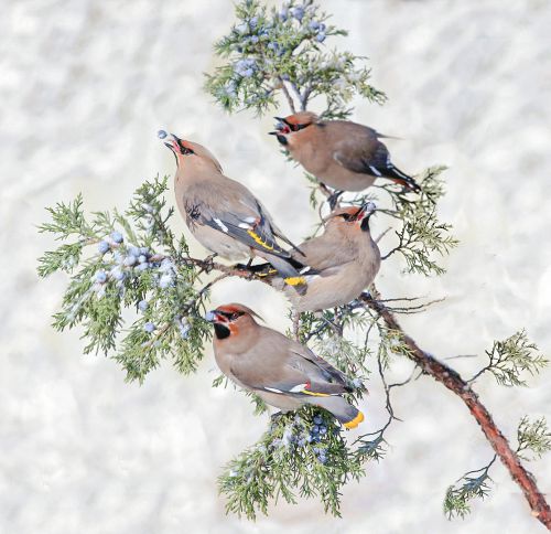 四季太平贺新春