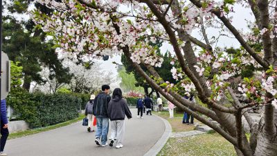 南京玄武湖踏青赏花9