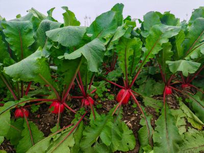 《菜畦萝卜艳青丛》