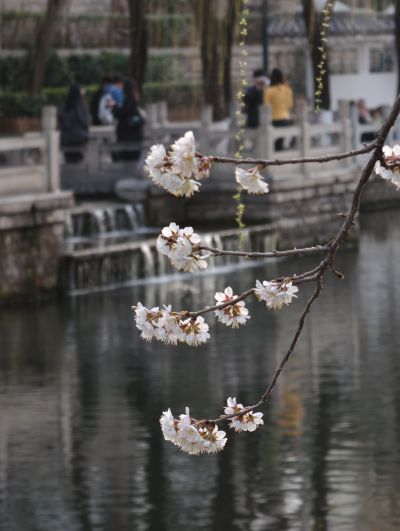 樱桃花开护城河