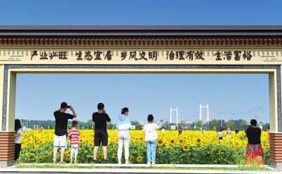 浪漫七夕。网红打卡地。五洲农业葵花园